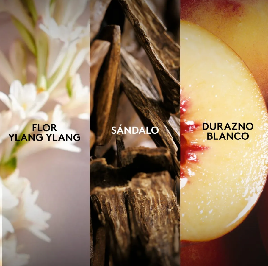 Perfume Expression Celebrate